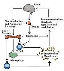 immune diagram