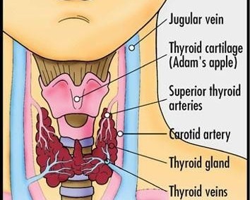 #13 Thyroid Function