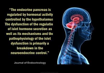 #11 The Endocrine System